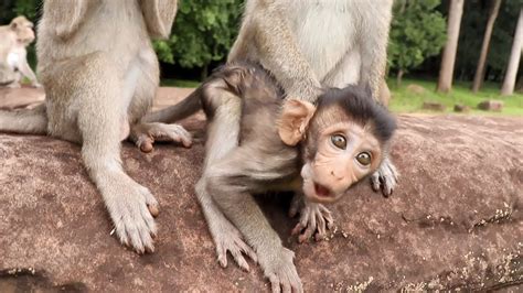 Poor <b>baby</b> <b>monkey</b> very <b>hungry</b> milk!! Why mommy always pulling Brindy like this!!. . Baby monkey starving